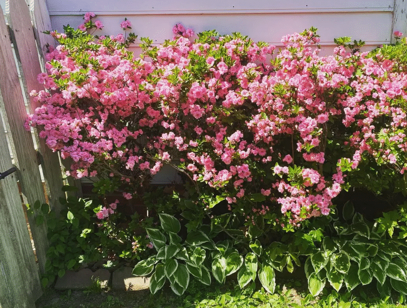 Spring Has Sprung